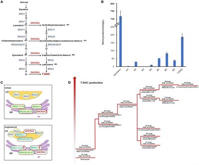 Compartmentalized Reconstitution of Post-squalene Pathway for 7-Dehydrocholesterol Overproduction in Saccharomyces cerevisiae